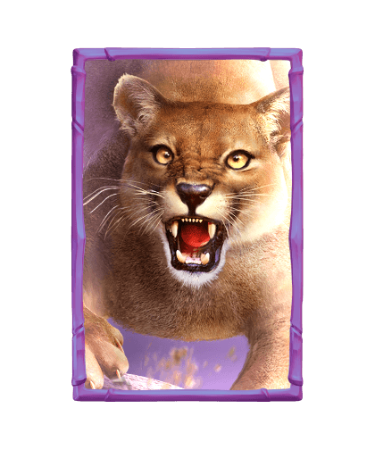 เงินรางวัลกระทิง_cougar