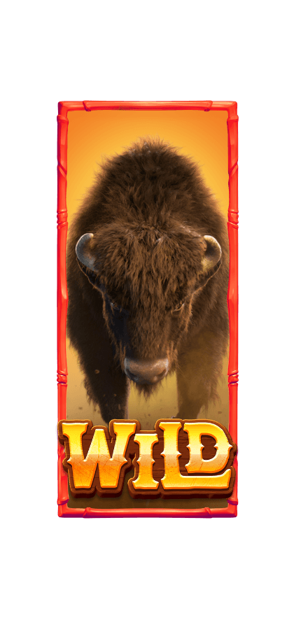 เงินรางวัลกระทิง_wild