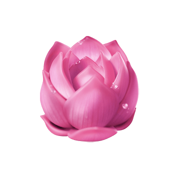 ดอกซากุระผีเสื้อ_lotus