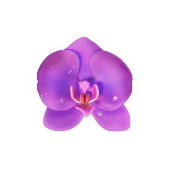 ดอกซากุระผีเสื้อ_orchid