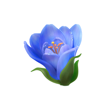 ดอกซากุระผีเสื้อ_tulip
